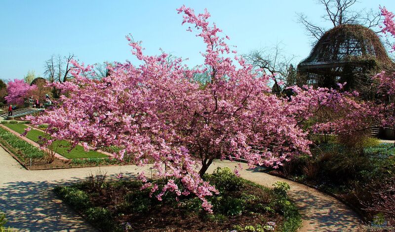 Prunus sargentii im Garten pflanzen (Einrichtungsbeispiele mit Berg-Kirsche) Prunus sargentii im Garten pflanzen (Einrichtungsbeispiele mit Berg-Kirsche)