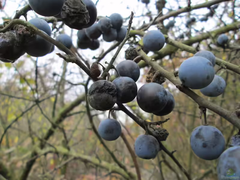 Prunus spinosa im Garten pflanzen (Einrichtungsbeispiele mit Schlehdorn) Prunus spinosa im Garten pflanzen (Einrichtungsbeispiele mit Schlehdorn)