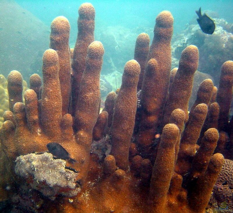 Psammocora digitata im Aquarium halten (Einrichtungsbeispiele für Kleinpolypige Steinkoralle)