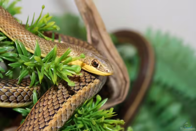 Psammophis sibilans im Terrarium halten (Einrichtungsbeispiele für Ägyptische Sandrennnattern) Psammophis sibilans im Terrarium halten (Einrichtungsbeispiele für Ägyptische Sandrennnattern)