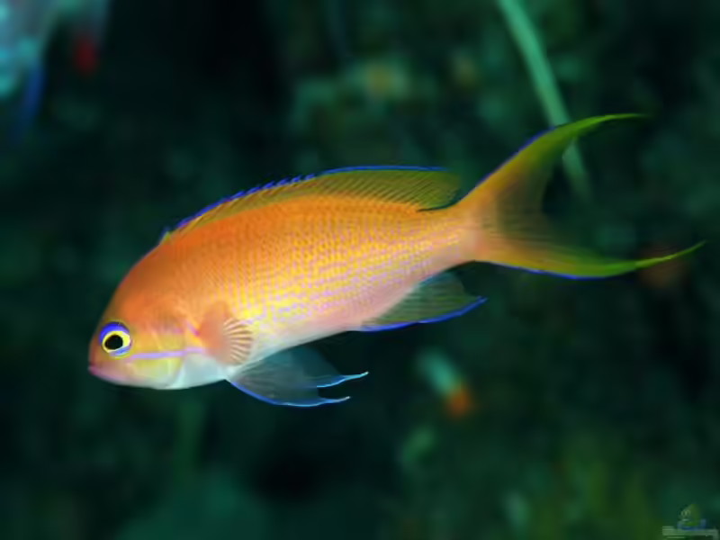 Pseudanthias elongatus im Aquarium halten (Einrichtungsbeispiele für Langflossen-Fahnenbarsch) Pseudanthias elongatus im Aquarium halten (Einrichtungsbeispiele für Langflossen-Fahnenbarsch)