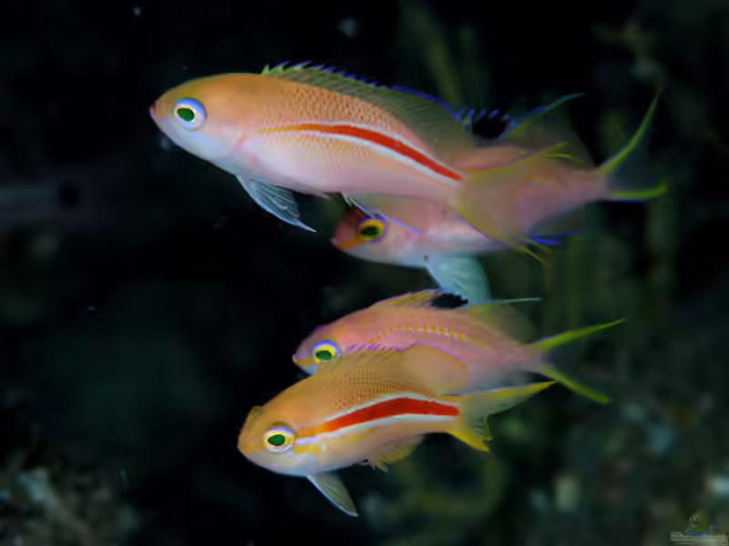 Pseudanthias fasciatus im Aquarium halten (Einrichtungsbeispiele für Streifen-Fahnenbarsch) Pseudanthias fasciatus im Aquarium halten (Einrichtungsbeispiele für Streifen-Fahnenbarsch)
