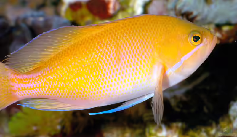 Pseudanthias marcia im Aquarium halten (Einrichtungsbeispiele für Marcias Fahnenbarsch) Pseudanthias marcia im Aquarium halten (Einrichtungsbeispiele für Marcias Fahnenbarsch)