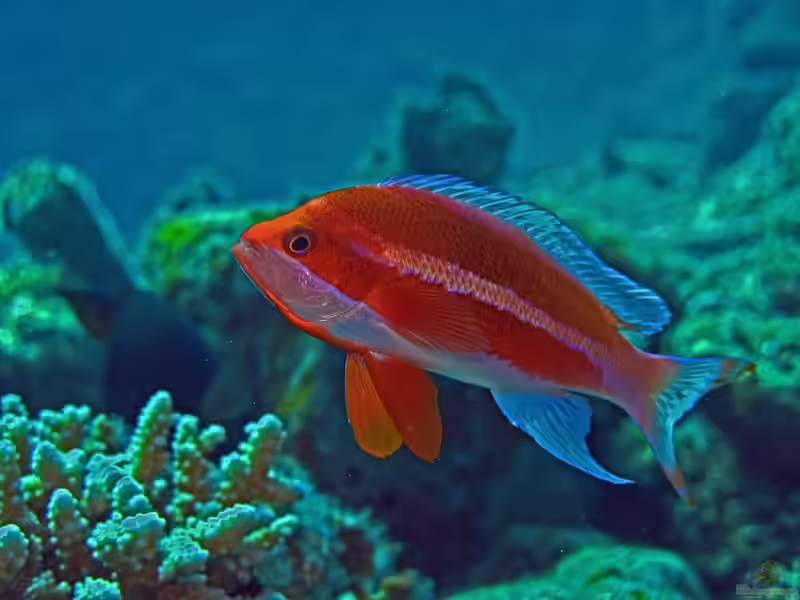 Pseudanthias taeniatus im Aquarium halten (Einrichtungsbeispiele für Rotmeer-Fahnenbarsch) Pseudanthias taeniatus im Aquarium halten (Einrichtungsbeispiele für Rotmeer-Fahnenbarsch)