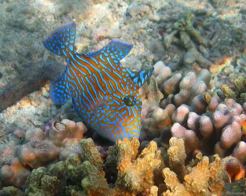Pseudobalistes fuscus im Aquarium halten (Einrichtungsbeispiele für Blaustreifen Drückerfisch) Pseudobalistes fuscus im Aquarium halten (Einrichtungsbeispiele für Blaustreifen Drückerfisch)