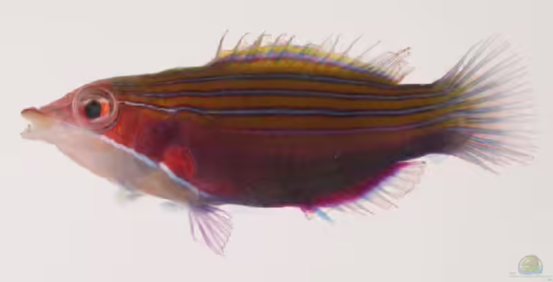 Pseudocheilinus tetrataenia im Aquarium halten (Einrichtungsbeispiele für Vierstreifen-Lippfisch) Pseudocheilinus tetrataenia im Aquarium halten (Einrichtungsbeispiele für Vierstreifen-Lippfisch)