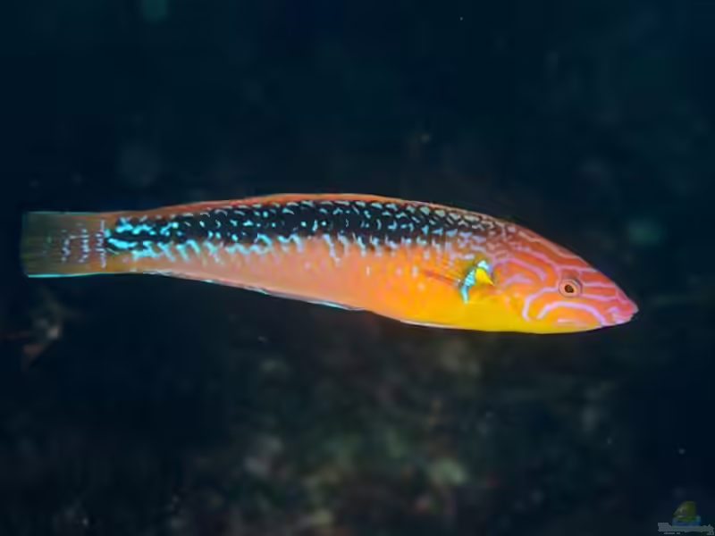 Pseudojuloides elongatus im Aquarium halten (Einrichtungsbeispiele für Länglicher Lippfisch) Pseudojuloides elongatus im Aquarium halten (Einrichtungsbeispiele für Länglicher Lippfisch)