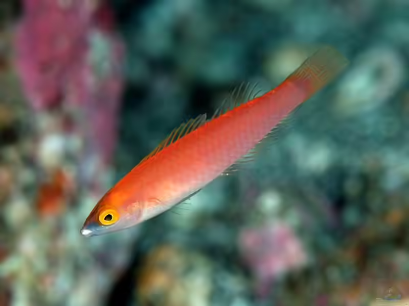 Pseudojuloides severnsi im Aquarium halten (Einrichtungsbeispiele für Schabracken-Junker) Pseudojuloides severnsi im Aquarium halten (Einrichtungsbeispiele für Schabracken-Junker)