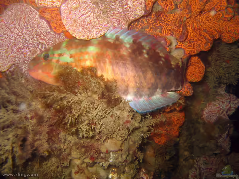 Pseudolabrus guentheri im Aquarium halten (Einrichtungsbeispiele für Günthers Lippfisch) Pseudolabrus guentheri im Aquarium halten (Einrichtungsbeispiele für Günthers Lippfisch)