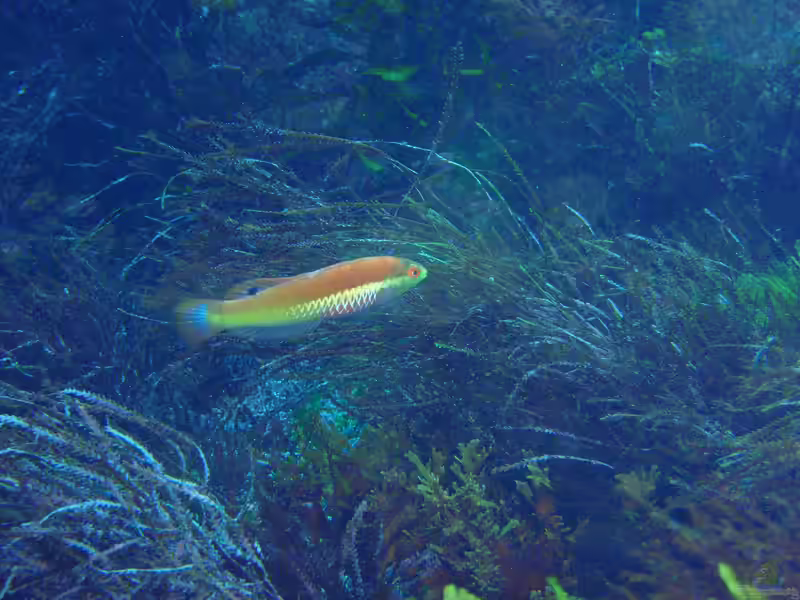 Pseudolabrus miles im Aquarium halten (Einrichtungsbeispiele für Weißkiemen-Lippfisch) Pseudolabrus miles im Aquarium halten (Einrichtungsbeispiele für Weißkiemen-Lippfisch)
