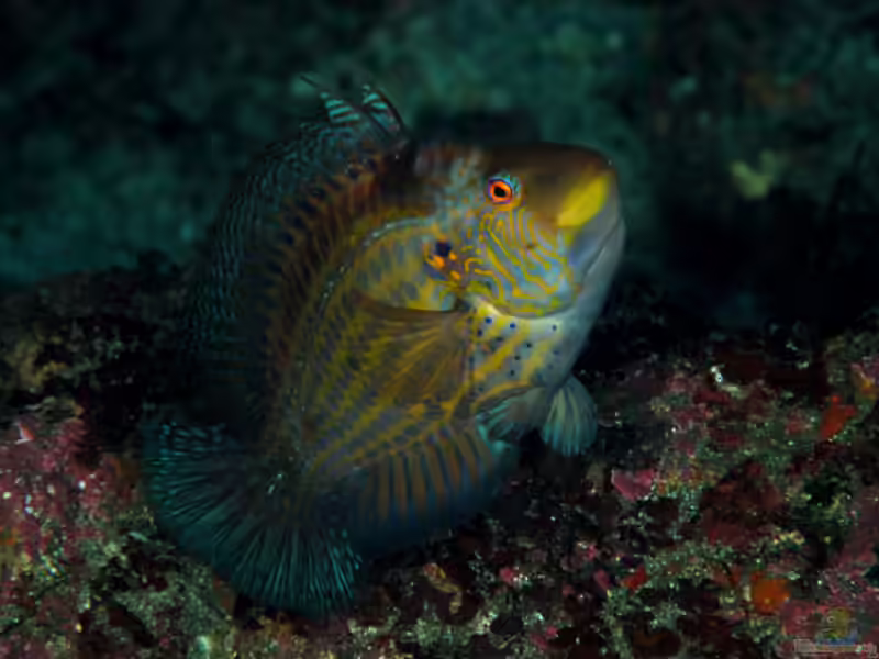 Pteragogus aurigarius im Aquarium halten (Einrichtungsbeispiele für Cocktail Zwerglippfisch) Pteragogus aurigarius im Aquarium halten (Einrichtungsbeispiele für Cocktail Zwerglippfisch)