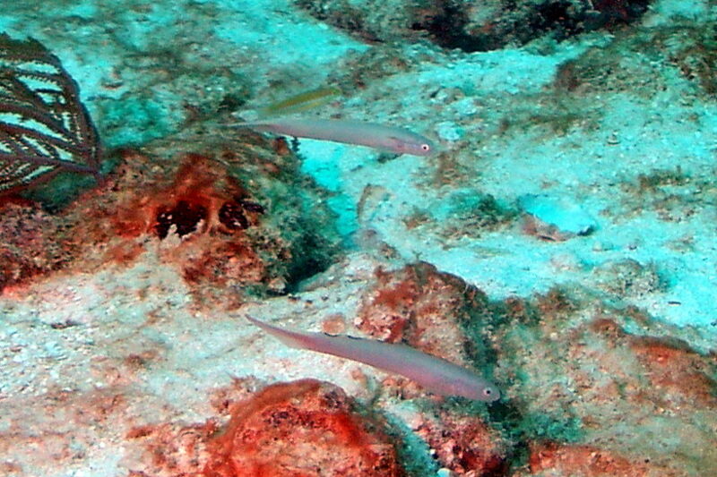 Ptereleotris calliura im Aquarium halten (Einrichtungsbeispiele für Blaue Pfeilgrundel)