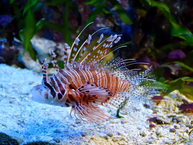 Pterois antennata im Aquarium halten (Einrichtungsbeispiele für Antennen-Feuerfisch) Pterois antennata im Aquarium halten (Einrichtungsbeispiele für Antennen-Feuerfisch)