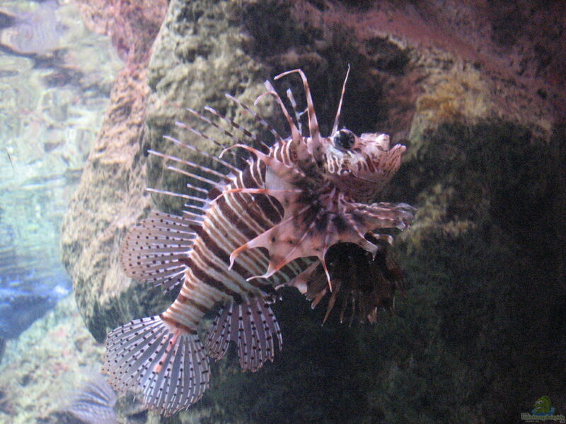 Pterois mombasae im Aquarium halten (Einrichtungsbeispiele für Afrikanischer Feuerfisch)