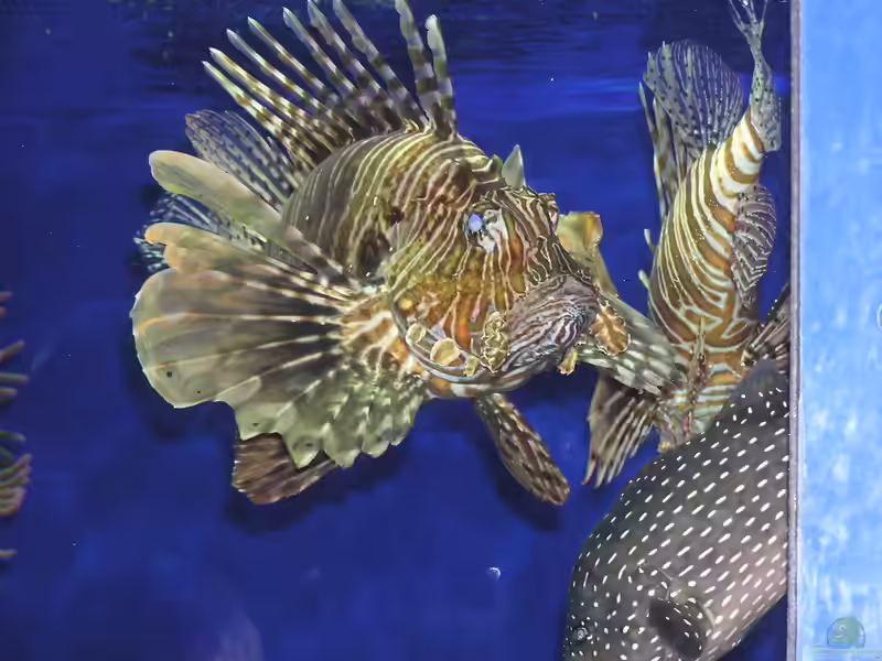 Pterois russelii im Aquarium halten (Einrichtungsbeispiele für Russels Feuerfisch) Pterois russelii im Aquarium halten (Einrichtungsbeispiele für Russels Feuerfisch)