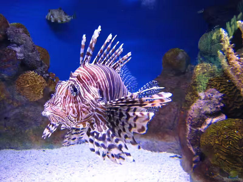 Pterois volitans im Aquarium halten (Einrichtungsbeispiele für Rotfeuerfisch) Pterois volitans im Aquarium halten (Einrichtungsbeispiele für Rotfeuerfisch)