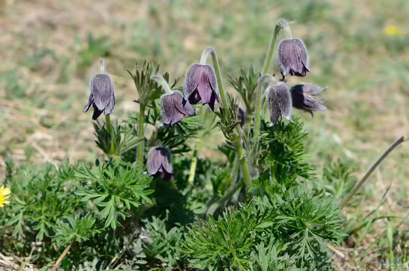 Pulsatilla pratensis im Garten pflanzen (Einrichtungsbeispiele mit Wiesen-Kuhschelle) Pulsatilla pratensis im Garten pflanzen (Einrichtungsbeispiele mit Wiesen-Kuhschelle)