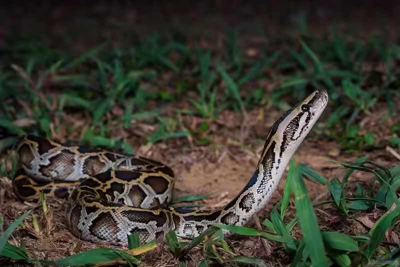 Python molurus bivittatus halten (Einrichtungsbeispiele für Dunkler Tigerpython)