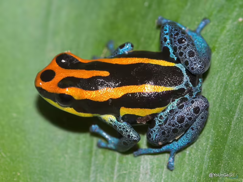 Ranitomeya amazonica im Terrarium halten (Einrichtungsbeispiele für Amazonas Baumsteiger)
