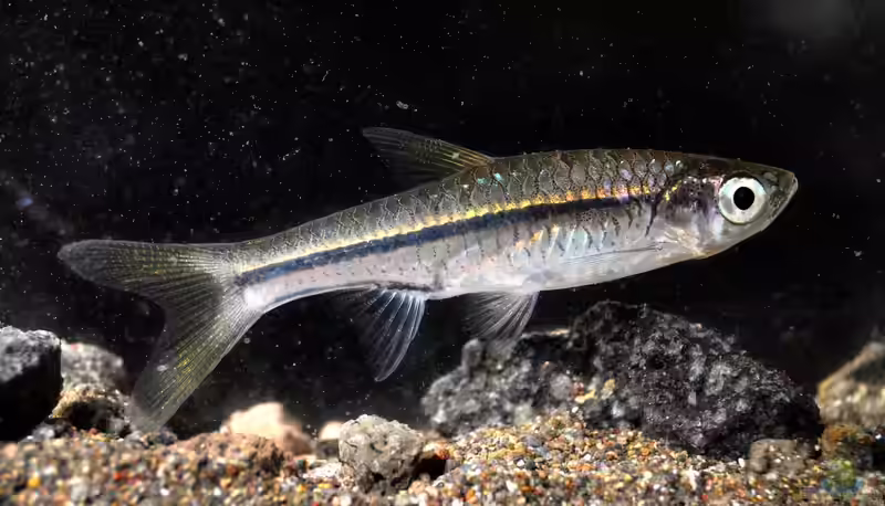Rasbora argyrotaenia im Aquarium halten (Einrichtungsbeispiele für Silberbärblinge)