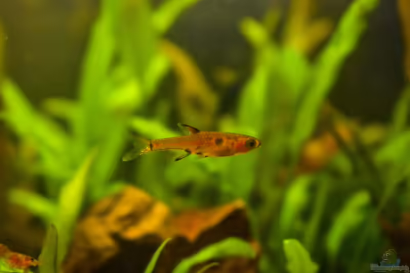 Rasbora maculata im Aquarium halten (Einrichtungsbeispiele für Tüpfelrasbora) Rasbora maculata im Aquarium halten (Einrichtungsbeispiele für Tüpfelrasbora)