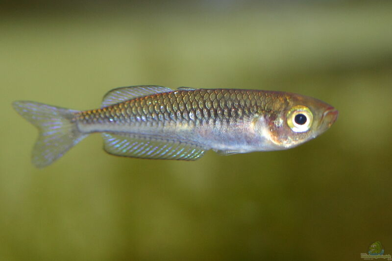 Rhadinocentrus ornatus im Aquarium halten (Einrichtungsbeispiele für Juwel-Regenbogenfische)