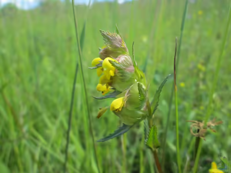 Rhinanthus minor im Garten pflanzen (Einrichtungsbeispiele mit Kleiner Klappertopf) Rhinanthus minor im Garten pflanzen (Einrichtungsbeispiele mit Kleiner Klappertopf)