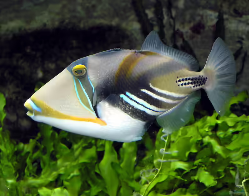 Rhinecanthus aculeatus im Aquarium halten (Einrichtungsbeispiele für Picasso-Drückerfisch) Rhinecanthus aculeatus im Aquarium halten (Einrichtungsbeispiele für Picasso-Drückerfisch)
