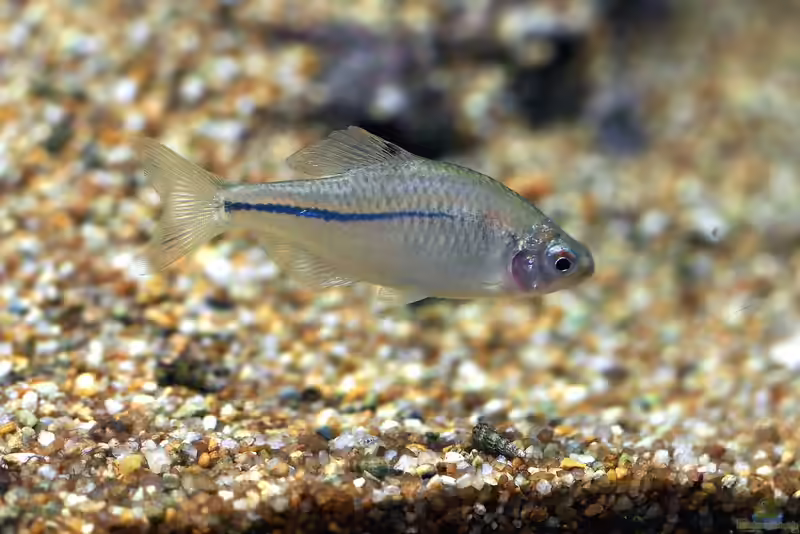 Rhodeus sinensis im Aquarium halten (Einrichtungsbeispiele für Rhodeus sinensis) Rhodeus sinensis im Aquarium halten (Einrichtungsbeispiele für Rhodeus sinensis)