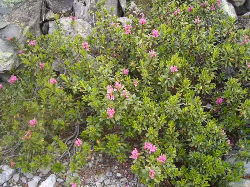 Rhododendron ferrugineum im Garten pflanzen (Einrichtungsbeispiele mit Rostblättrige Alpenrose) Rhododendron ferrugineum im Garten pflanzen (Einrichtungsbeispiele mit Rostblättrige Alpenrose)