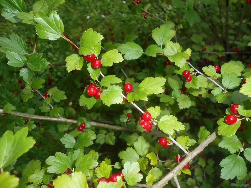 Ribes alpinum im Garten pflanzen (Einrichtungsbeispiele mit Alpen-Johannisbeere) Ribes alpinum im Garten pflanzen (Einrichtungsbeispiele mit Alpen-Johannisbeere)