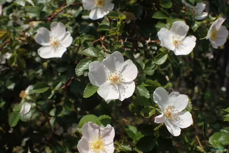 Rosa micrantha im Garten pflanzen (Einrichtungsbeispiele mit Kleinblütige Rose) Rosa micrantha im Garten pflanzen (Einrichtungsbeispiele mit Kleinblütige Rose)
