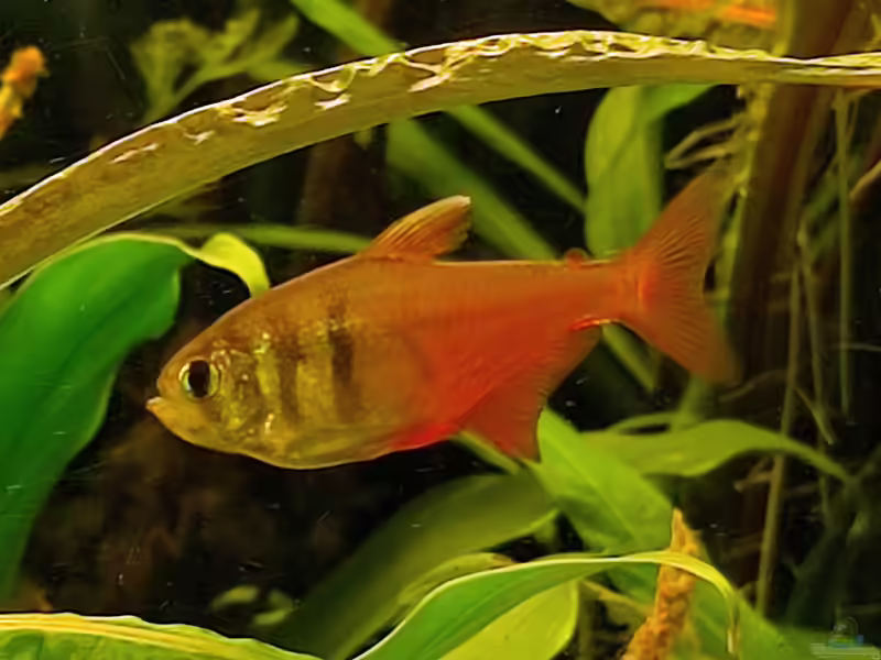 Hyphessobrycon flammeus im Aquarium halten (Einrichtungsbeispiele mit Roter von Rio) Hyphessobrycon flammeus im Aquarium halten (Einrichtungsbeispiele mit Roter von Rio)