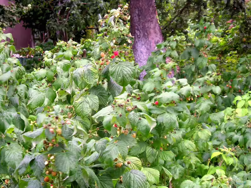 Rubus idaeus am Gartenteich pflanzen (Einrichtungsbeispiele mit Himbeere) Rubus idaeus am Gartenteich pflanzen (Einrichtungsbeispiele mit Himbeere)