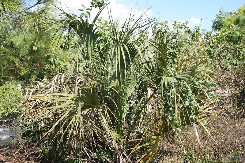 Sabal palmetto im Garten pflanzen (Einrichtungsbeispiele mit Palmettopalme) Sabal palmetto im Garten pflanzen (Einrichtungsbeispiele mit Palmettopalme)