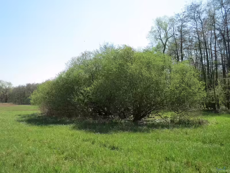 Salix purpurea im Garten pflanzen (Einrichtungsbeispiele mit Purpur-Weide) Salix purpurea im Garten pflanzen (Einrichtungsbeispiele mit Purpur-Weide)