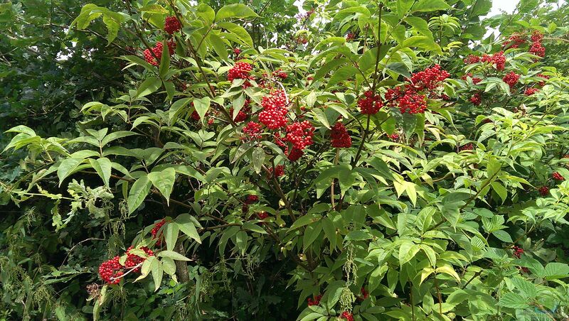 Sambucus racemosa im Garten pflanzen (Einrichtungsbeispiele mit Roter Holunder)