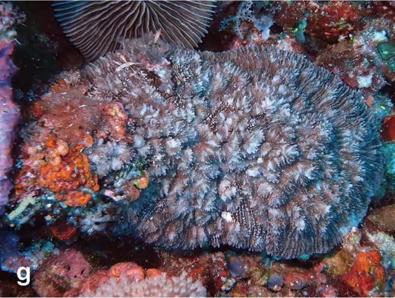 Sandalolitha dentata im Aquarium halten (Einrichtungsbeispiele für Grosspolypige Steinkoralle) Sandalolitha dentata im Aquarium halten (Einrichtungsbeispiele für Grosspolypige Steinkoralle)