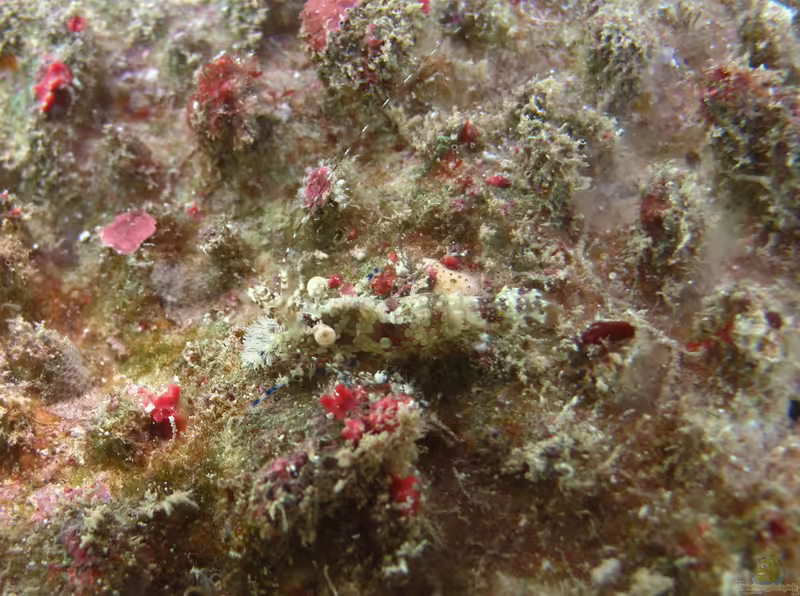Saron neglectus im Aquarium halten (Einrichtungsbeispiele für Augenfleck Marmorgarnele) Saron neglectus im Aquarium halten (Einrichtungsbeispiele für Augenfleck Marmorgarnele)