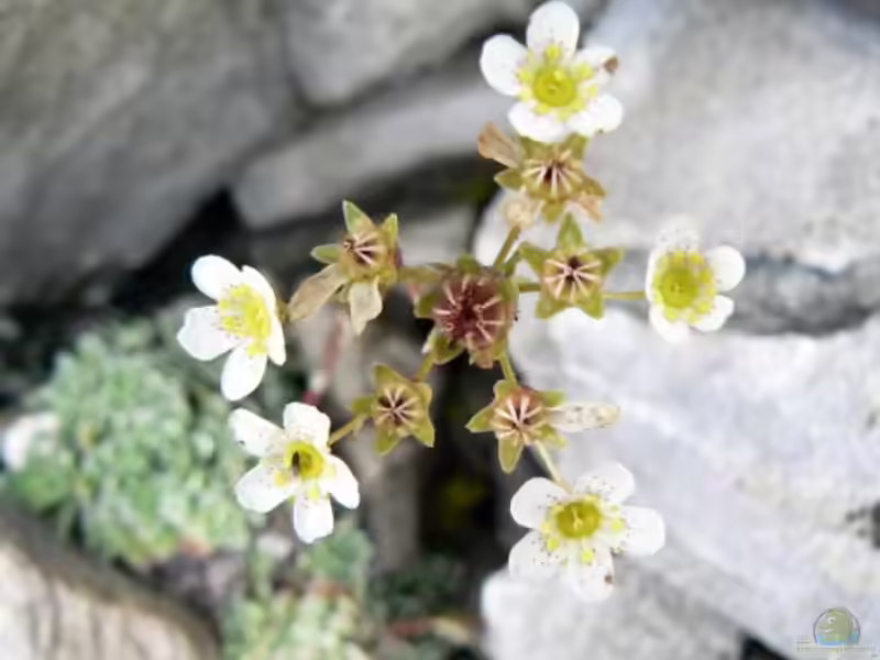 Saxifraga paniculata im Garten pflanzen (Einrichtungsbeispiele mit Rispen-Steinbrech) Saxifraga paniculata im Garten pflanzen (Einrichtungsbeispiele mit Rispen-Steinbrech)
