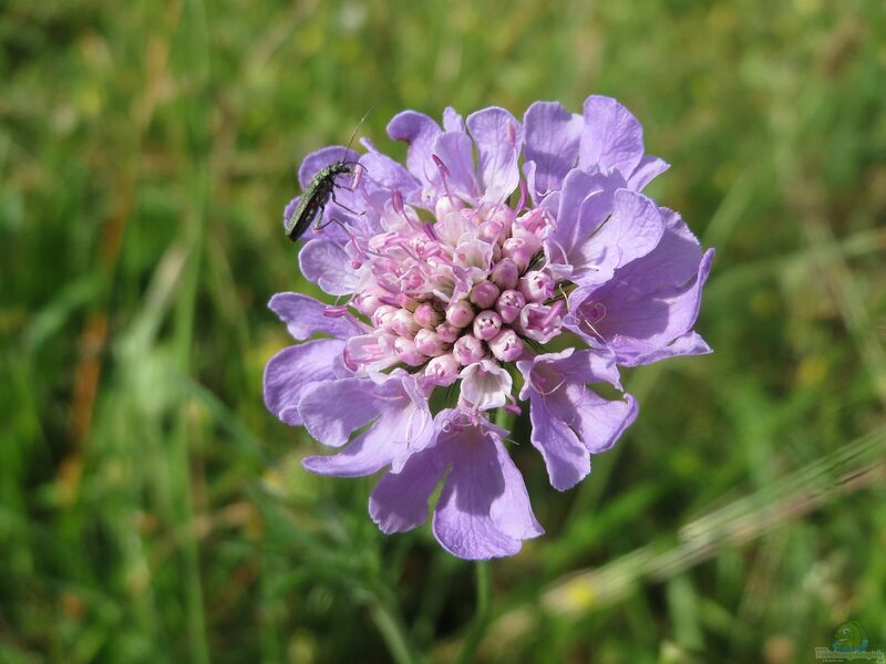Scabiosa columbaria im Garten pflanzen (Einrichtungsbeispiele mit Tauben-Skabiose)