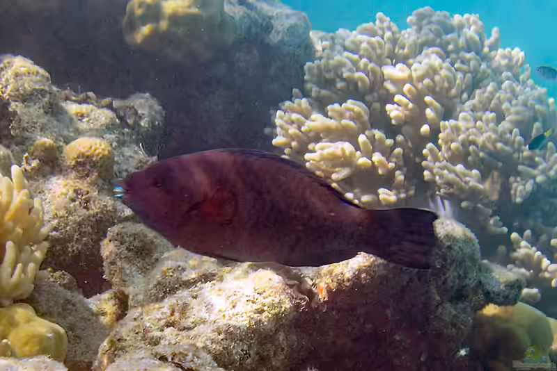 Scarus altipinnis im Aquarium halten (Einrichtungsbeispiele für Glühender Papageifisch) Scarus altipinnis im Aquarium halten (Einrichtungsbeispiele für Glühender Papageifisch)