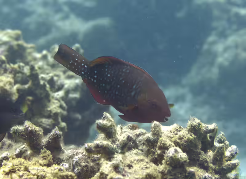 Scarus falcipinnis im Aquarium halten (Einrichtungsbeispiele für Sichelflossen-Papageifisch) Scarus falcipinnis im Aquarium halten (Einrichtungsbeispiele für Sichelflossen-Papageifisch)