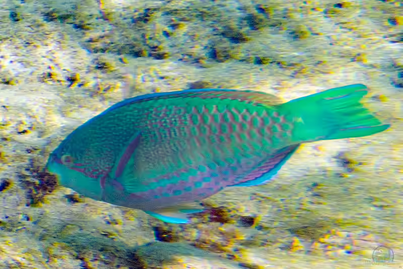 Scarus globiceps im Aquarium halten (Einrichtungsbeispiele für Kugelkopf-Papageifisch) Scarus globiceps im Aquarium halten (Einrichtungsbeispiele für Kugelkopf-Papageifisch)