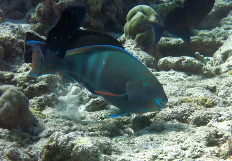 Scarus russelii im Aquarium halten (Einrichtungsbeispiele für Finsterer-Papageifisch) Scarus russelii im Aquarium halten (Einrichtungsbeispiele für Finsterer-Papageifisch)