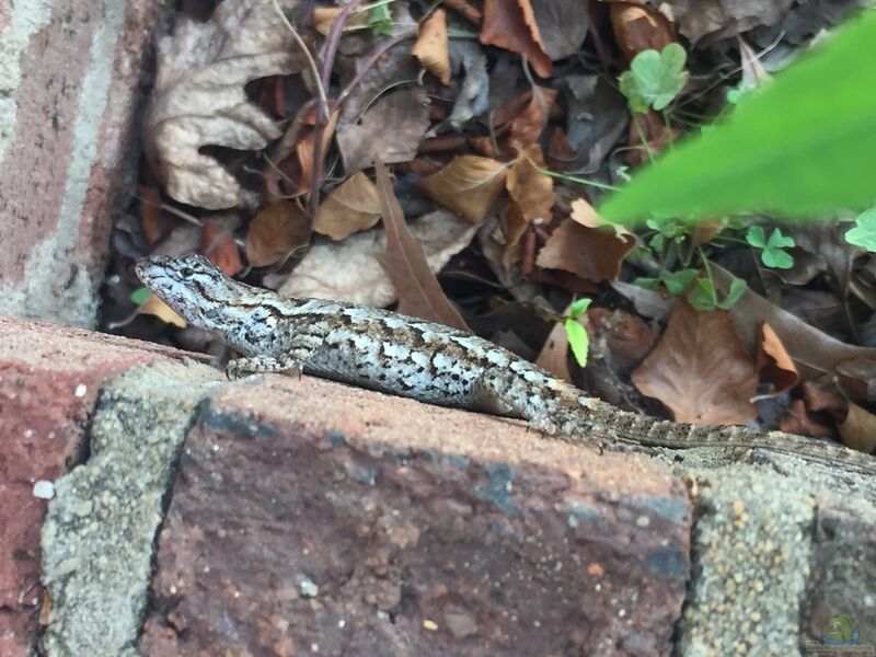 Sceloporus undulatus im Terrarium halten (Einrichtungsbeispiele mit Zaunleguan)