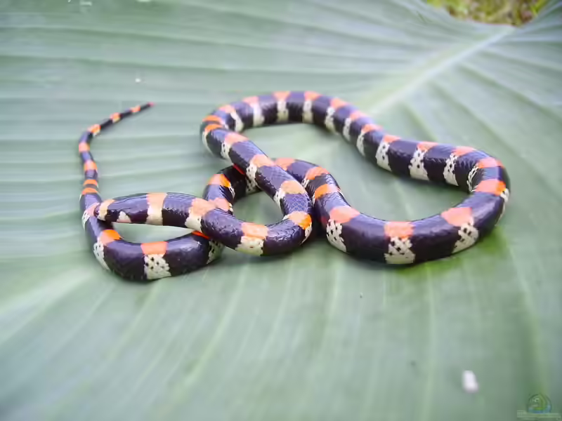 Scolecophis atrocinctus im Terrarium halten (Einrichtungsbeispiele mit Regenbogenschlangen) Scolecophis atrocinctus im Terrarium halten (Einrichtungsbeispiele mit Regenbogenschlangen)