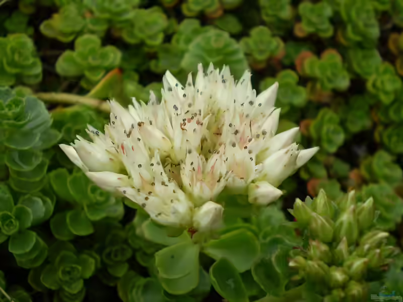 Sedum spurium im Garten pflanzen (Einrichtungsbeispiele mit Kaukasus-Asienfetthenne) Sedum spurium im Garten pflanzen (Einrichtungsbeispiele mit Kaukasus-Asienfetthenne)