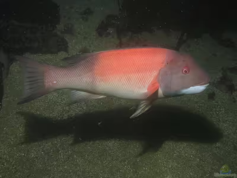 Semicossyphus pulcher im Aquarium halten (Einrichtungsbeispiele für Kalifornischer Zahnlippfisch) Semicossyphus pulcher im Aquarium halten (Einrichtungsbeispiele für Kalifornischer Zahnlippfisch)