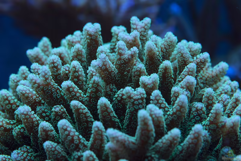 Seriatopora caliendrum im Aquarium halten (Einrichtungsbeispiele für Nadelkoralle)
